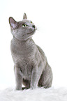 sitting russian blue