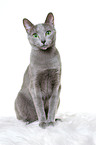 sitting russian blue