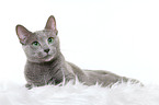 lying russian blue