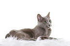 lying russian blue