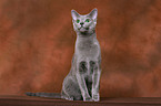 sitting russian blue