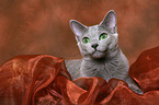 lying russian blue