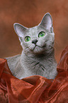 russian blue Portrait