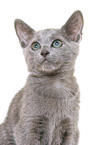 russian blue kitten portrait