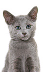 russian blue kitten portrait