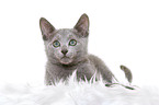 lying russian blue kitten