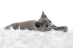 lying russian blue kitten