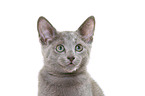 russian blue kitten portrait