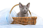 russian blue kitten in basket