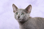 russian blue kitten portrait