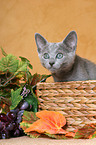 russian blue kitten in basket