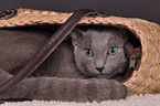 lying Russian blue