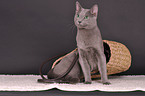 sitting Russian blue