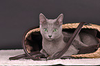 lying Russian blue