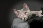 young Russian blue