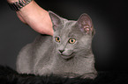 young Russian blue