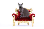 sitting Russian blue