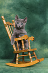 Russian blue kitten