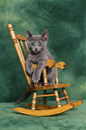 Russian blue kitten