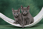 Russian blue kitten