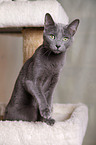 sitting Russian blue