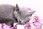 Russian Blue Kitten