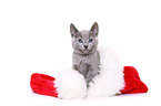 Russian Blue Kitten