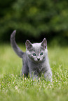 Russian Blue Kitten