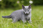 Russian Blue Kitten