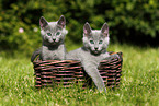 Russian Blue Kitten