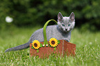 Russian Blue Kitten