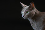 Russian Blue Portrait