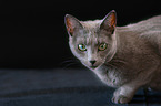 lying Russian Blue