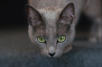 Russian Blue Portrait