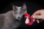 Russian Blue Portrait