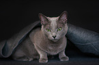 lying Russian Blue