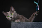 playing Russian Blue