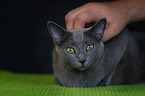 lying Russian Blue