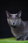 lying Russian Blue