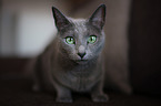 lying Russian Blue