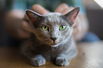 lying Russian Blue