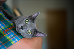 Russian Blue Portrait