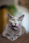 lying Russian Blue