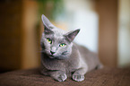 lying Russian Blue