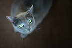 sitting Russian Blue