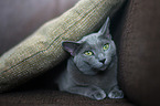 lying Russian Blue