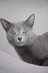 lying Russian blue