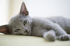 Russian blue kitten