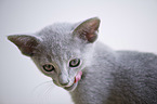 Russian blue kitten