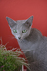 Russian blue Portrait